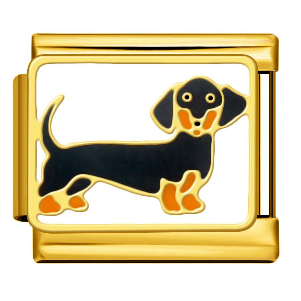 Dachshund