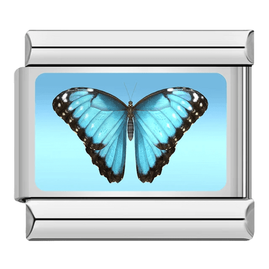 Papillon