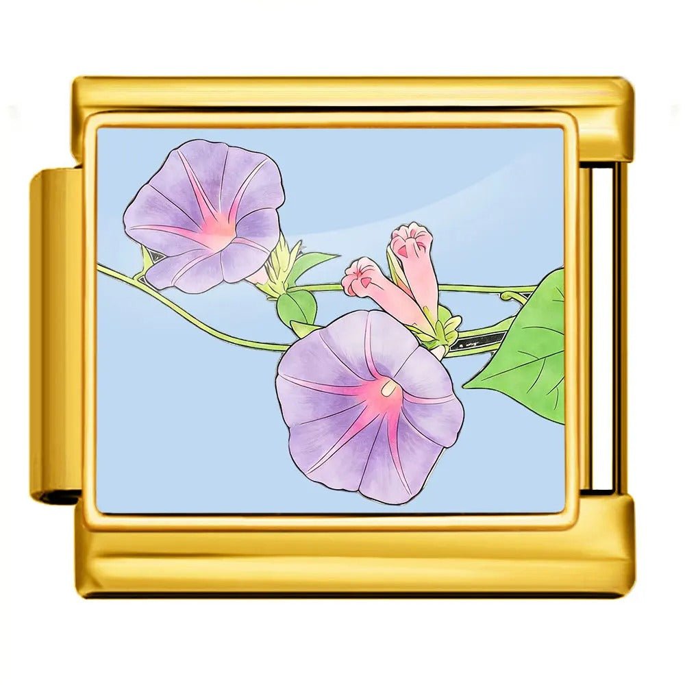 Morning Glory